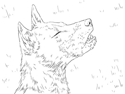 New Guinea Singing Dog Portrait Coloring Page